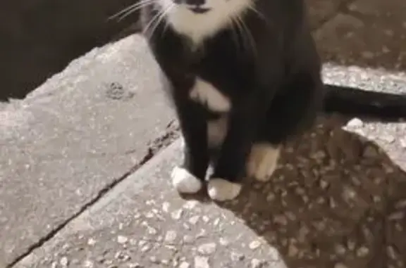 Animaux trouvés Marseille, photo: Chat trouvé, Chemin du Vallon de la Barasse, Marseille - jeune mâle noir et blanc
