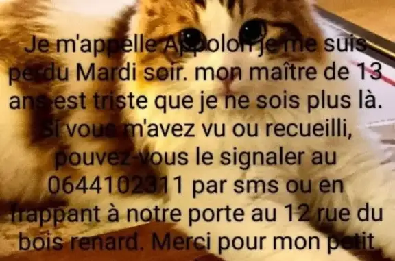 Perdu Chat, Rue du Bois Renard, 15, Les Achards, La Mothe-Achard - poils longs blancs et tâches rousses - photo