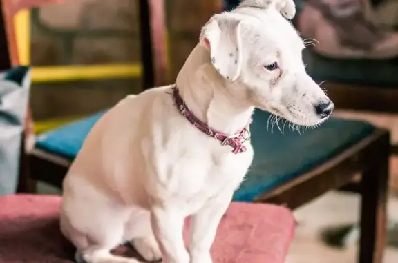 Зникла собака, Інститутська вулиця, Гатне - джек рассел альбінос в червоному нашийнику - photo