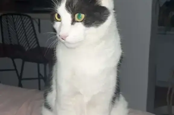 Perdu chat homme, Saint-Quentin-sur-le-Homme, Normandie - très joueur - photo