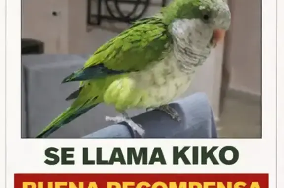 Encontrado ave hembra, Paseo d...