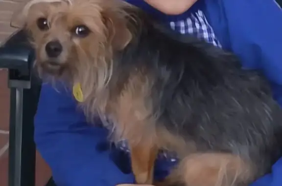 Perdido perro hembra, Calle Cibeles, 2, Cortijo del Aire, Granada - Dina, color negro y poco marrón - photo