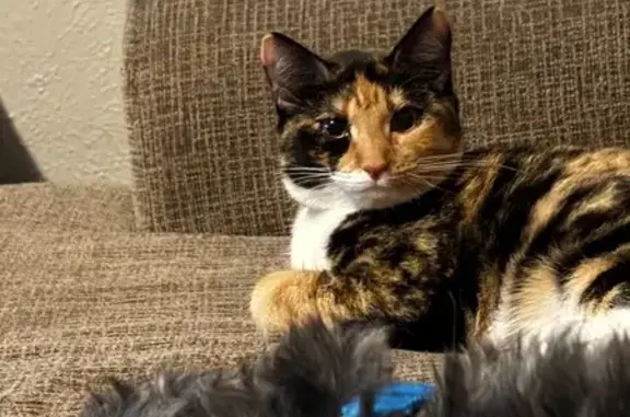 Missing cat Bedford, photo: Lost female cat, Tennis Drive, 1421, Bedford - calico with pink collar