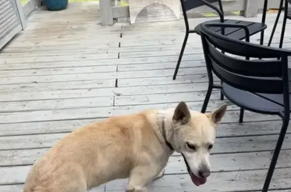 Found dog Birmingham, photo: Found male dog, Loch Ridge Trail, Hoover - sweet and friendly