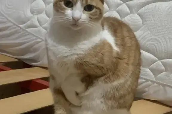 Perdido gato hembra, Calle San...