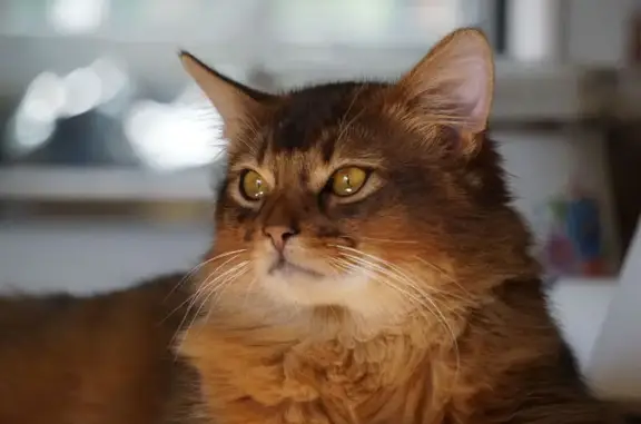 Chat perdu, Allée de Morlaix, Colomiers - chaton roux avec queue en panache - photo