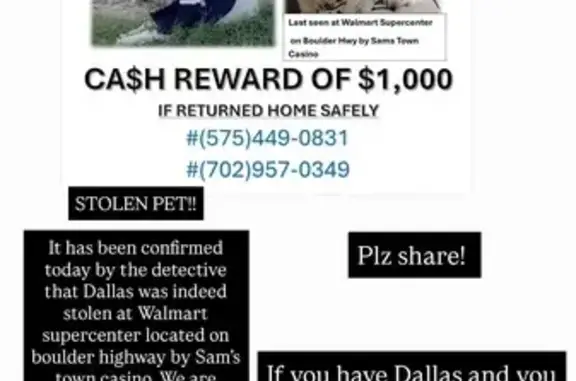 Lost male dog, Boulder Highway, 5198, Las Vegas - small Poodle with tan hints - photo