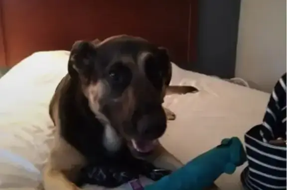 Lost Dog, Portland, Oregon - Black & Tan German Shepherd - photo