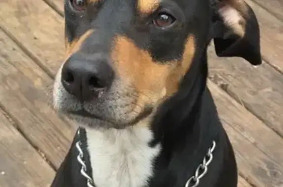 Lost male dog, Mountain Springs Place, Kennesaw - black with brown and white markings - photo