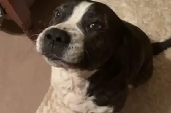 Lost male dog, Falcon Lane, Carnesville - white and brown American Bulldog mix - photo
