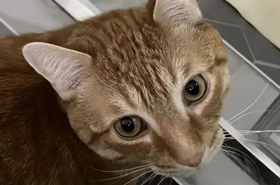 Lost male cat, Dudley Avenue, 3600, Baltimore - orange tabby - photo