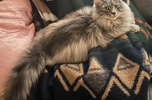 Lost male cat, Hillcreek Road, Collinsville - gray long-haired, very friendly - photo