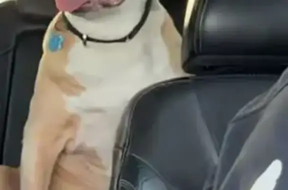 Found dog Columbus, photo: Found male dog, Harrisburg Pike, 1457, Columbus - older and injured