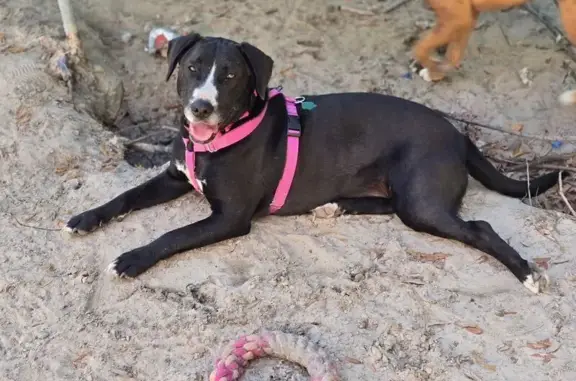 Lost Female Dog, Sweetgum Drive, Bainbridge - Black Lab with orange collar - photo
