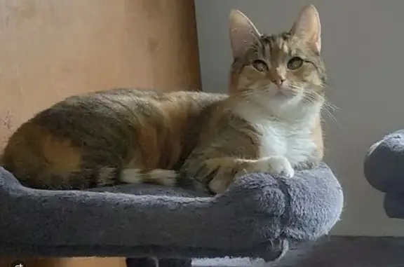 Lost female cat, Madison Street, 20, The Ironbound, Newark - calico, partially blind - photo
