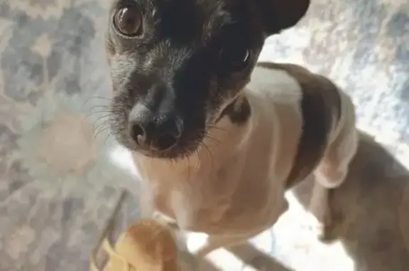 Lost female dog, Brandywine Drive, Dover - rat terrier chihuahua mix - photo