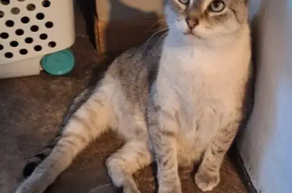 Lost male cat, Bucktown Road, Williamsburg - white and grey siamese - photo