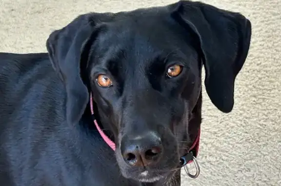 Lost female dog, Redden State Park, Ocean View - black lab/pointer mix - photo