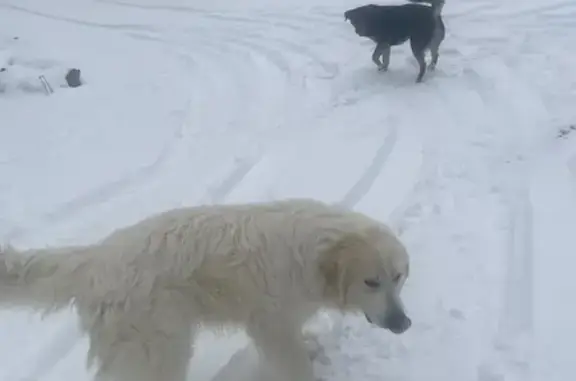 Lost male dog, Pumpkin Valley Road, 348, Eidson, Sneedville - big white with an orange collar - photo