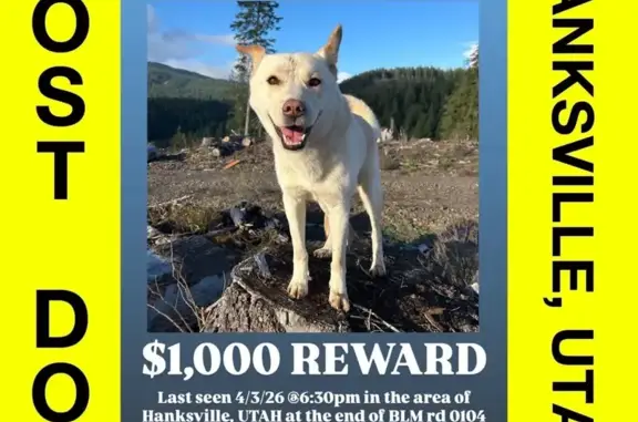 Lost male dog, BLM 0104, San Bernardino - Korean Jindo with red ears - photo