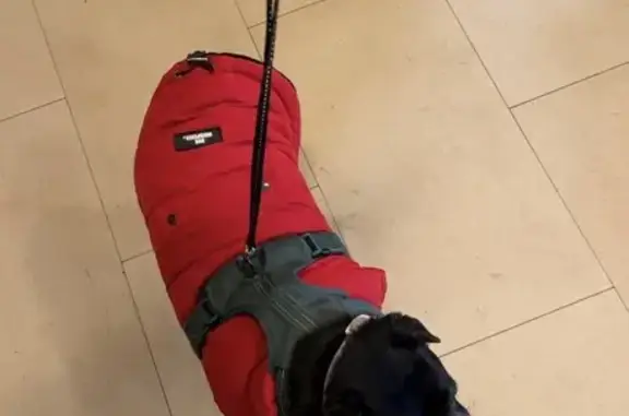 Lost female dog, Brooklyn, Queens - very friendly - photo