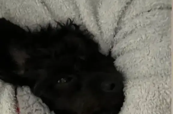 Lost male dog, Elm Avenue, Riverton - black curly fur - photo