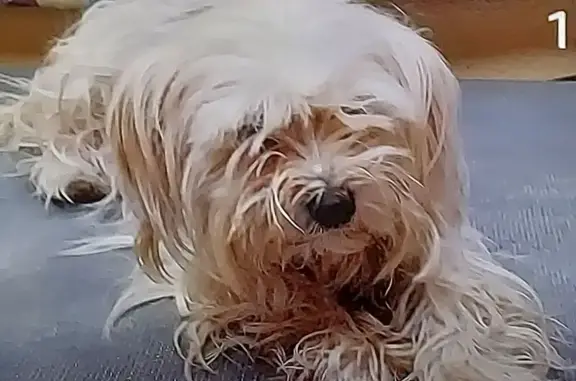 Missing dog Maricopa, photo: Lost female dog, West Gavilan Drive, Maricopa - Yorkie mix with yellow floral collar