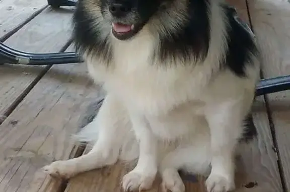 Lost female dog, Cabarrus Avenue West, 730, Concord - black/white with brown eyebrows - photo