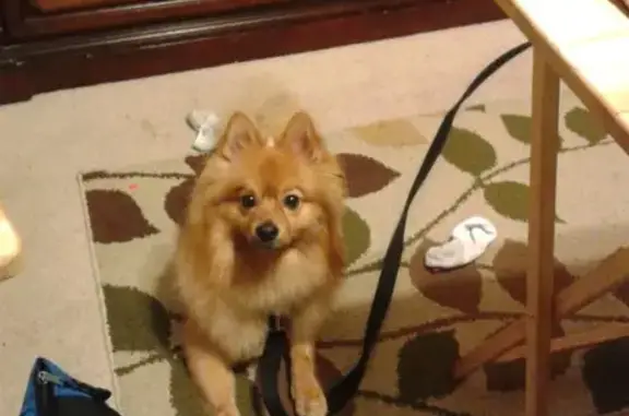 Lost Male Dog, Calumet Park, Illinois - Small Pomeranian - photo