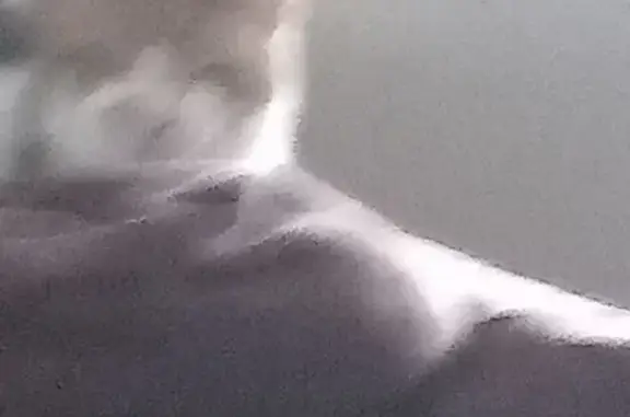 Lost male cat, South Lawnview Drive, Austin - yellow and white, partially blind - photo