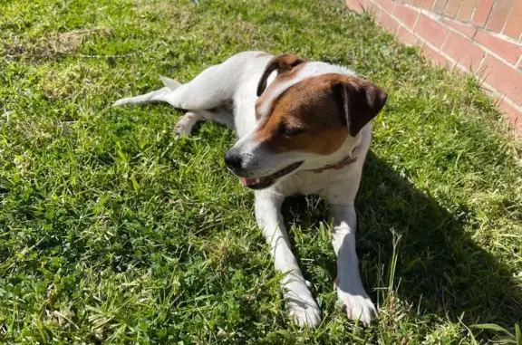 Missing dog Sydney, photo: Lost female dog, Springfield Road, Camden - microchipped, timid yet friendly