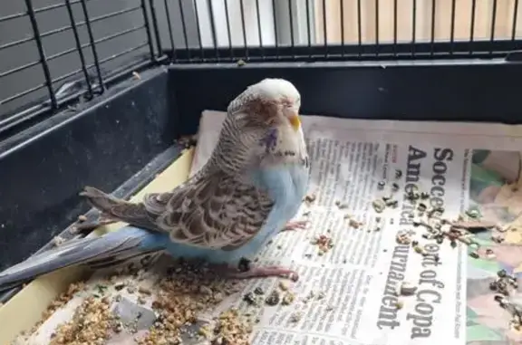 Found female bird with leg rin...