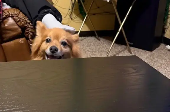 Lost Male Dog, Calumet Park, Illinois - golden brown Pomeranian - photo