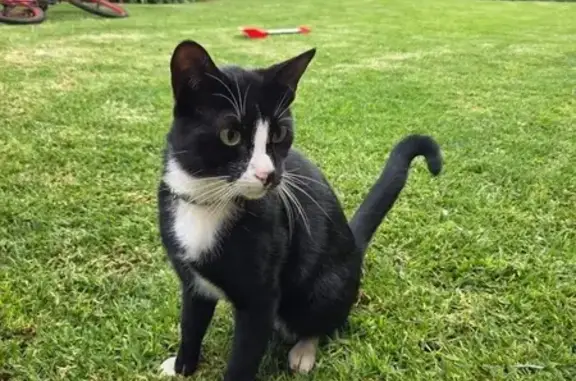 Lost male cat, Riley Road, 10, Germiston - tuxedo with white socks - photo