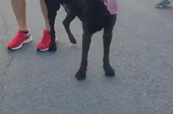 Found dog Delray Beach, photo: Found male dog, Dover Road, Delray Beach - blue collar