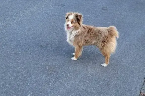 Rusty miniature australian shepherd with blue eyes. Very friendly. Followed my dog and me to Stocklmeir school and then dashed off. Reunited!