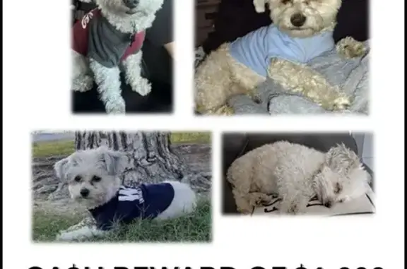 Lost male dog, Boulder Highway, Las Vegas - small white poodle - photo