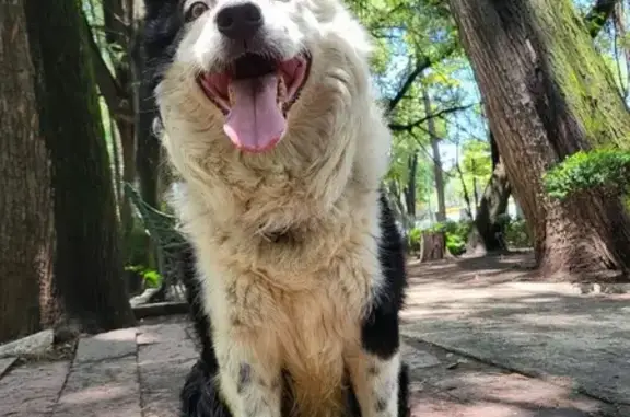 Perdido perro masculino, Calle Rumania, 1109, Ciudad de México - pelaje chino - photo