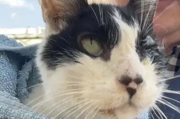 Gato encontrado Benito Juarez, foto: Encontrado gato masculino, Patricio Sanz, 1839, Ciudad de México - blanco con negro