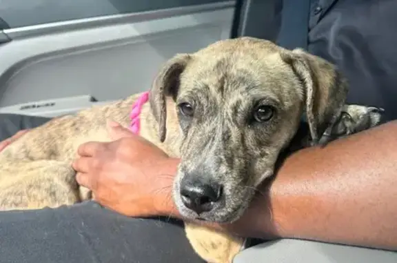 Lost female dog, Southeast 167th Place Road, Lady Lake - brindle color - photo