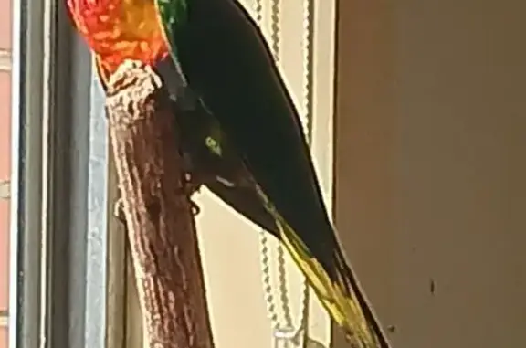 Found male bird, Melbourne - R...