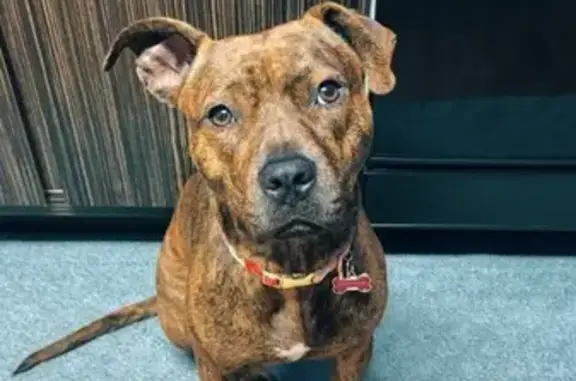 Lost female dog, Clinch Avenue, Knoxville - purple/blue collar with daisies - photo