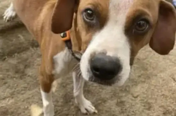 Missing dog Redmond, photo: Lost male dog, Waialua, Redmond - no collar