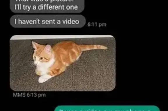 Found male cat, Sandal Crescen...