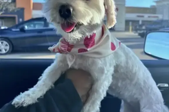 Lost female dog, South Normal Boulevard, Chicago - white and small - photo