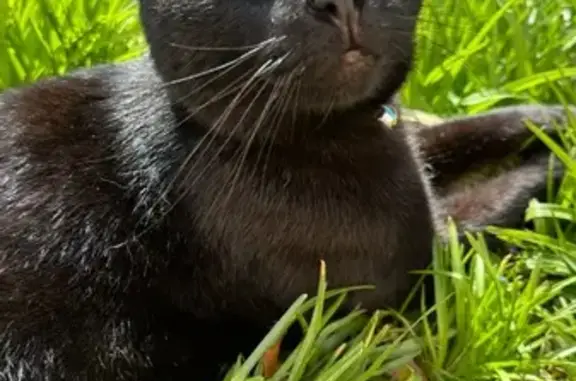 Lost male cat, Brundall, England - black short-haired, very friendly - photo