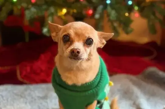 Missing dog Sacramento, photo: Lost male dog, Brady Court, Sacramento - tan with lots of white, skinny and long legs