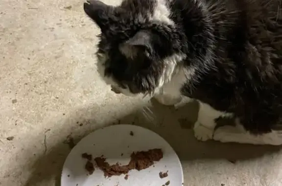 Animaux trouvés Villiers-le-Bel, photo: Chat trouvé, Rue du Clos d'Alençon, Villebon-sur-Yvette - avec collerette