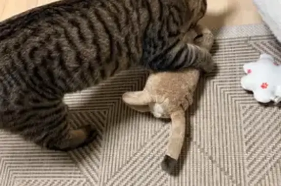 Animaux perdus Déols, photo: Perdu chat homme tigré marron, Allée des Iris, Déols