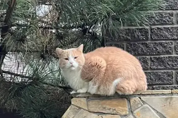 Пошук домашніх тварин в Україні, фото: Зник кіт, Піщана вулиця, Нещерів - рудувато-білий, великого розміру